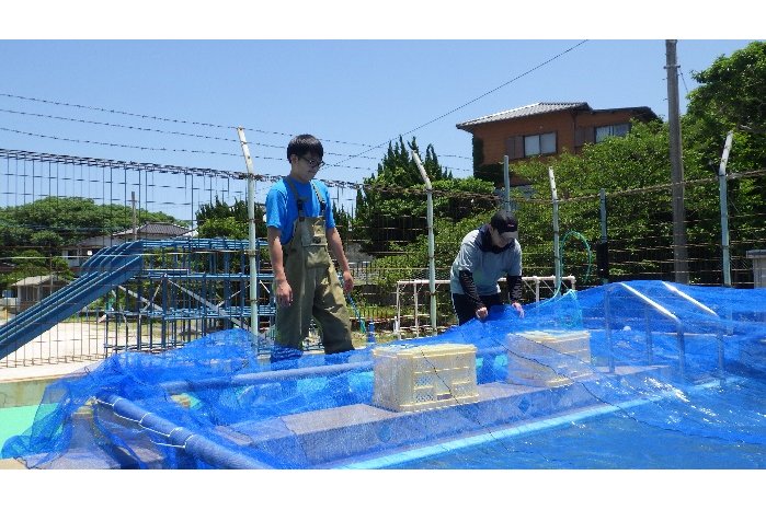 小学校プールにおける試験区の設定